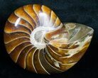 Large Nautilus Fossil - Million Years Old #6411-1